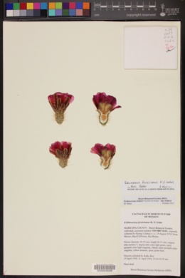 Echinocereus ferreirianus image