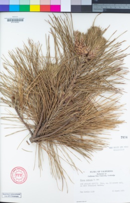 Image of Pinus radiata