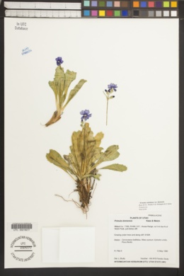 Image of Primula domensis