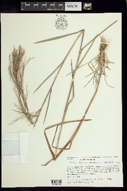Schizachyrium mexicanum image