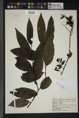 Image of Diospyros abyssinica