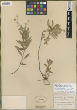 Symphyotrichum bullatum image