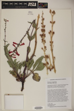 Penstemon eatonii ssp. undosus image