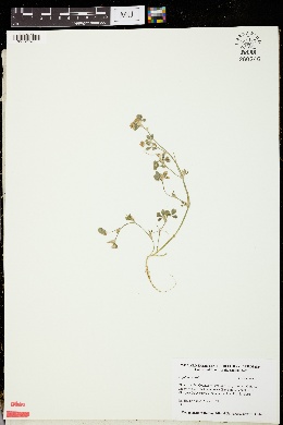 Image of Trifolium clusii