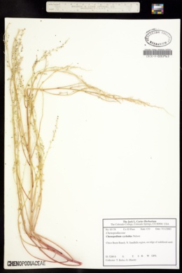 Image of Chenopodium cycloides