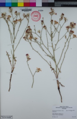 Image of Stephanomeria thurberi