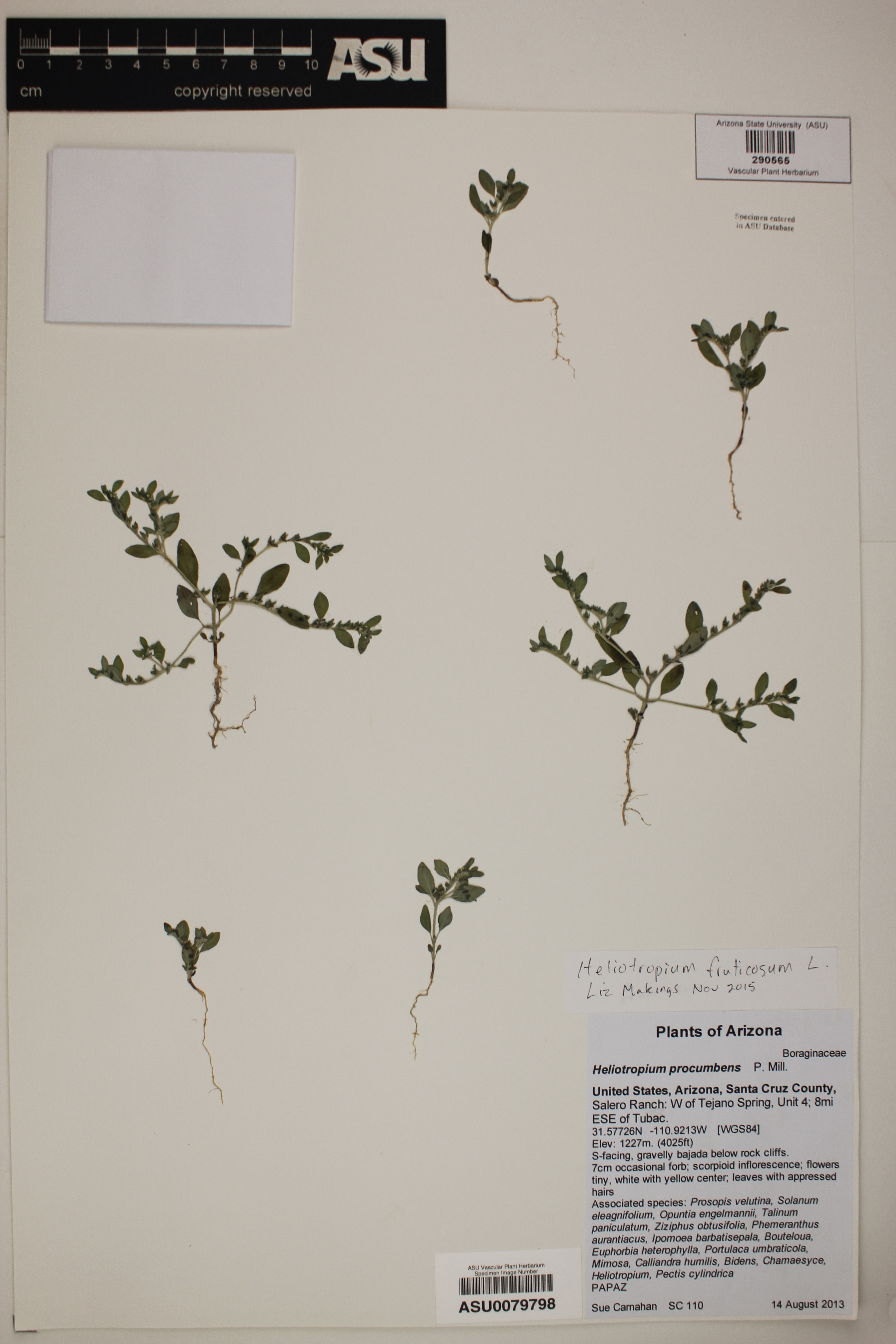 Heliotropium fruticosum image