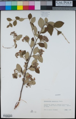 Image of Cotoneaster acutifolius