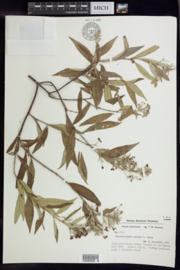 Image of Banisteriopsis goiana
