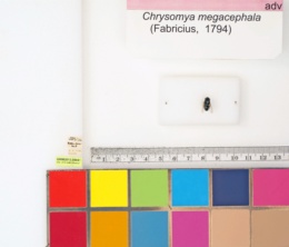 Chrysomya megacephala image
