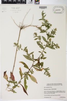 Image of Aster ontarionis