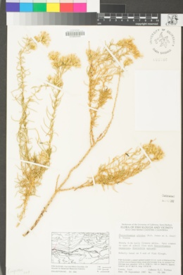 Ericameria albida image