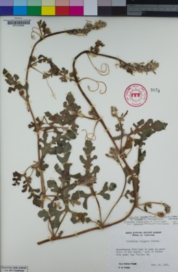 Citrullus lanatus var. citroides image