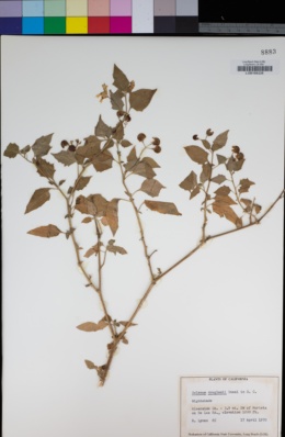Image of Solanum abitaguense