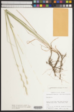 Pseudoroegneria strigosa image