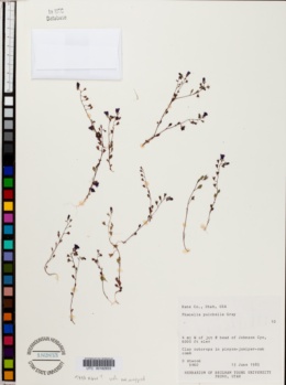Phacelia cronquistiana image
