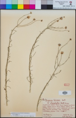 Erigeron foliosus var. foliosus image