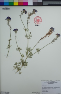 Verbena pulchella image