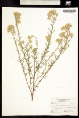 Image of Brickellia rosmarinifolia