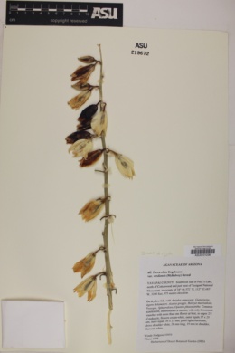 Yucca elata var. verdiensis image
