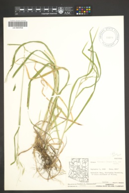 Bromus frondosus image