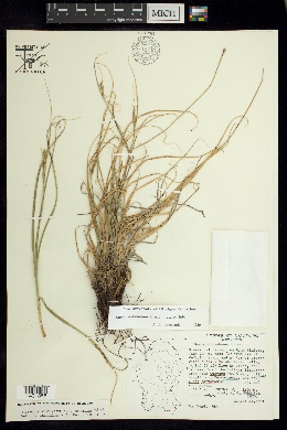 Carex muriculata image