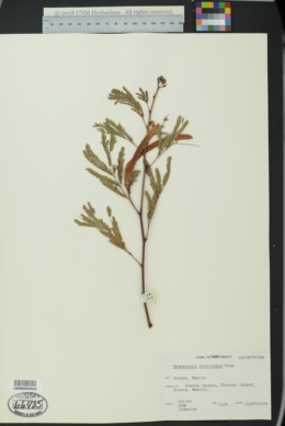 Image of Desmanthus fruticosus