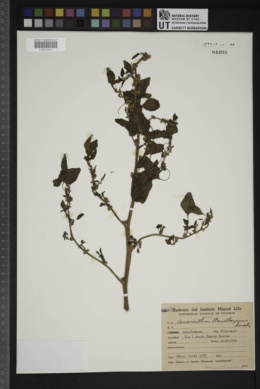 Amaranthus standleyanus image