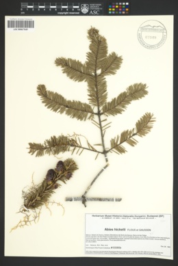 Image of Abies hickelii