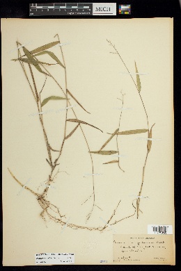 Panicum arundinariae image