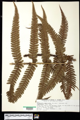 Dryopteris fusco-atra var. lamoureuxii image