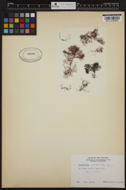 Bostrychia scorpioides image