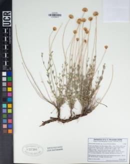 Monardella linoides subsp. stricta image