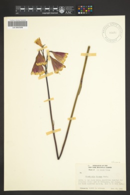 Image of Blandfordia grandiflora