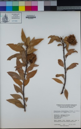 Chrysolepis chrysophylla var. minor image