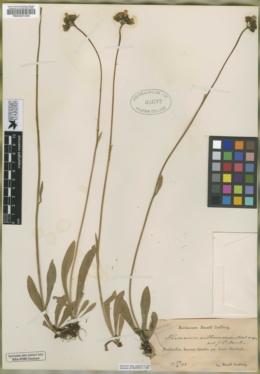 Image of Hieracium anthracinum