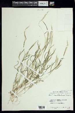Image of Muhlenbergia plumiseta