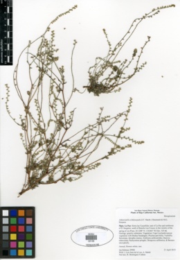 Cryptantha echinosepala image