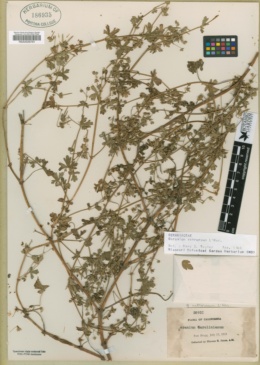 Geranium retrorsum image