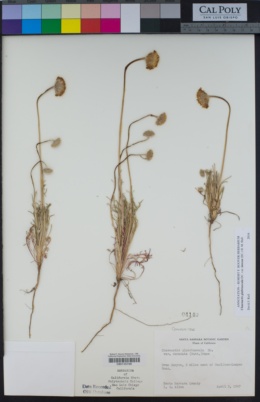 Chaenactis glabriuscula var. lanosa image