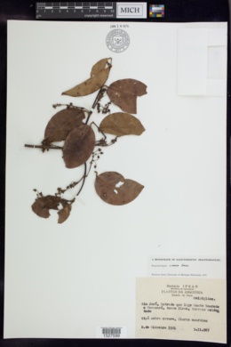 Banisteriopsis lyrata image
