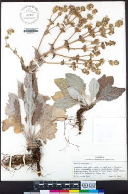 Salvia aethiopis image