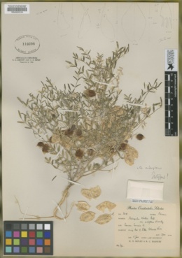 Image of Astragalus endopterus