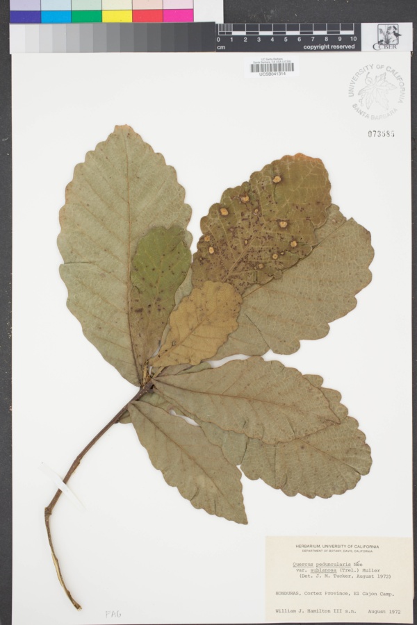 Quercus peduncularis image