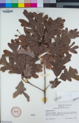 Image of Quercus alba