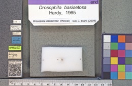 Drosophila basisetosa image