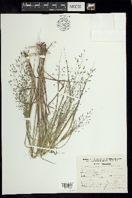 Eragrostis guatemalensis image