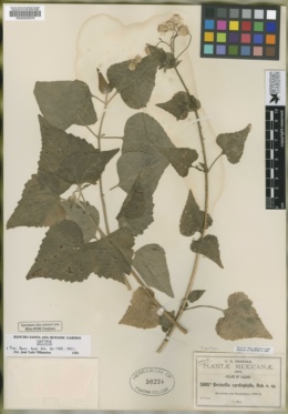 Brickellia cardiophylla image