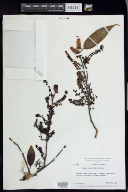 Prunus tuberculata image