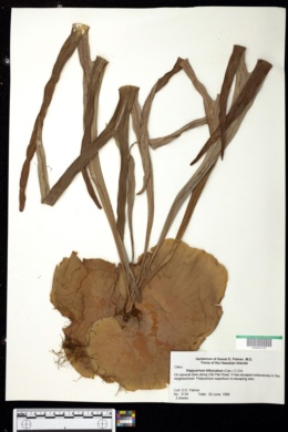 Image of Platycerium bifurcatum